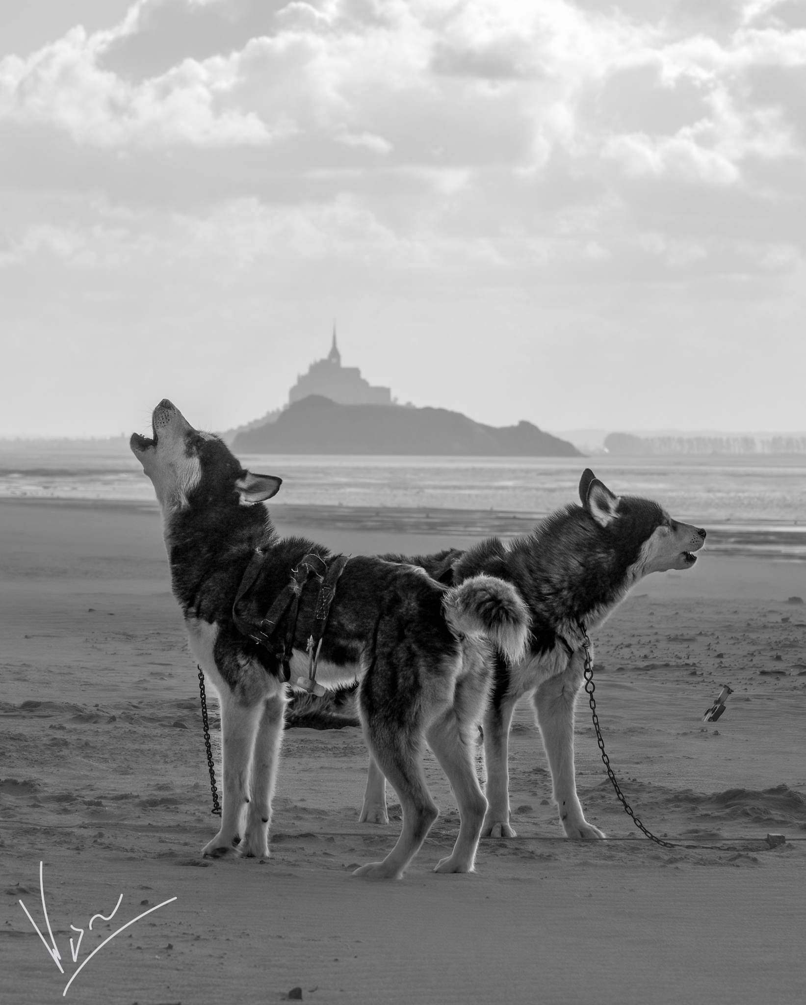 Association Les Huskys de la Baie - photo 4