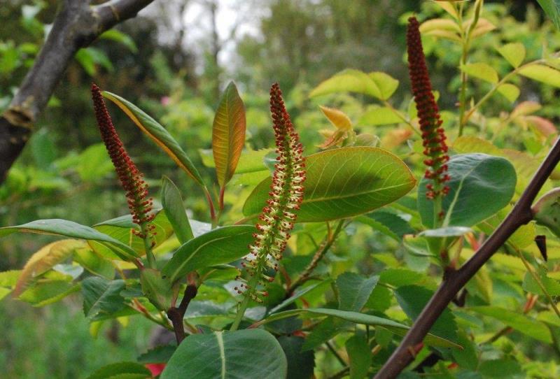 Jardin Blòm-Myraland