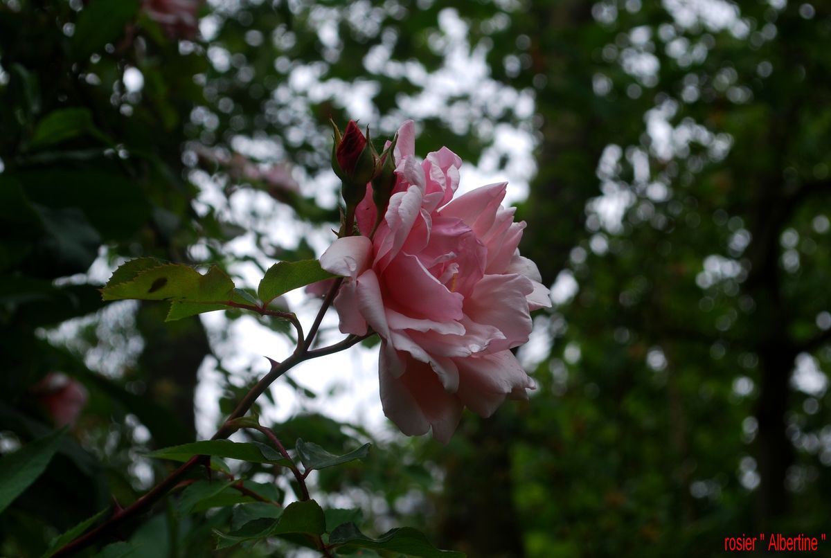 Jardin Blòm-Myraland, Carentan-les-Marais - photo 2