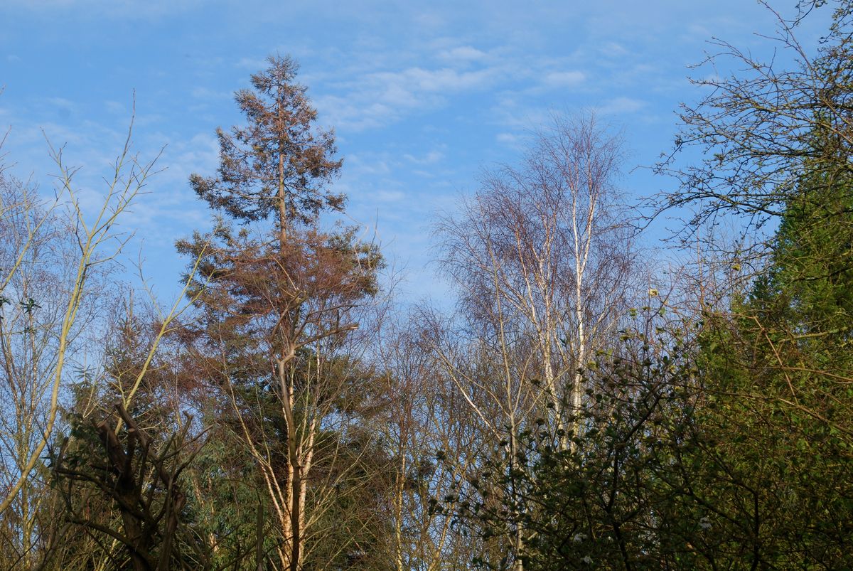 Jardin Blòm-Myraland, Carentan-les-Marais - photo 7