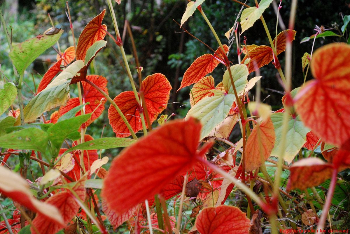 Jardin Blòm-Myraland, Carentan-les-Marais - photo 3