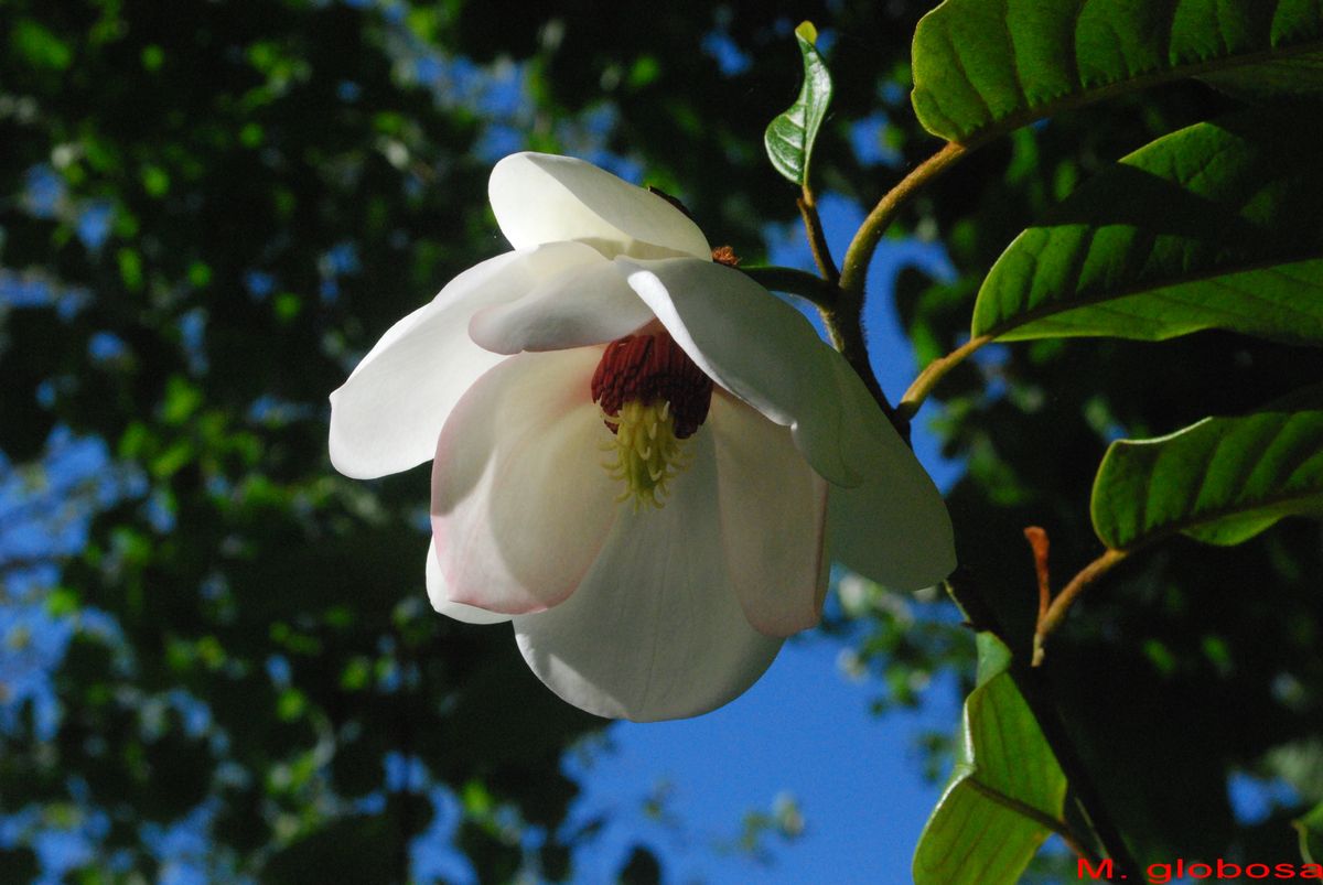 Jardin Blòm-Myraland, Carentan-les-Marais - photo 5
