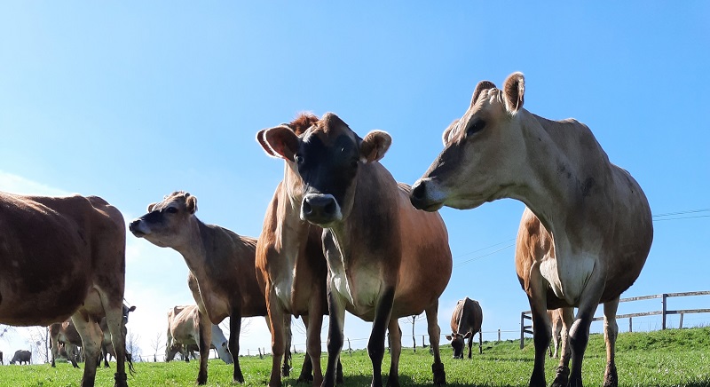 Ferme Pivette et Palorette — photo 3