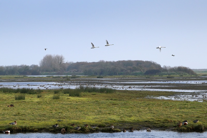 Réserve Naturelle Nationale du domaine de Beauguillot