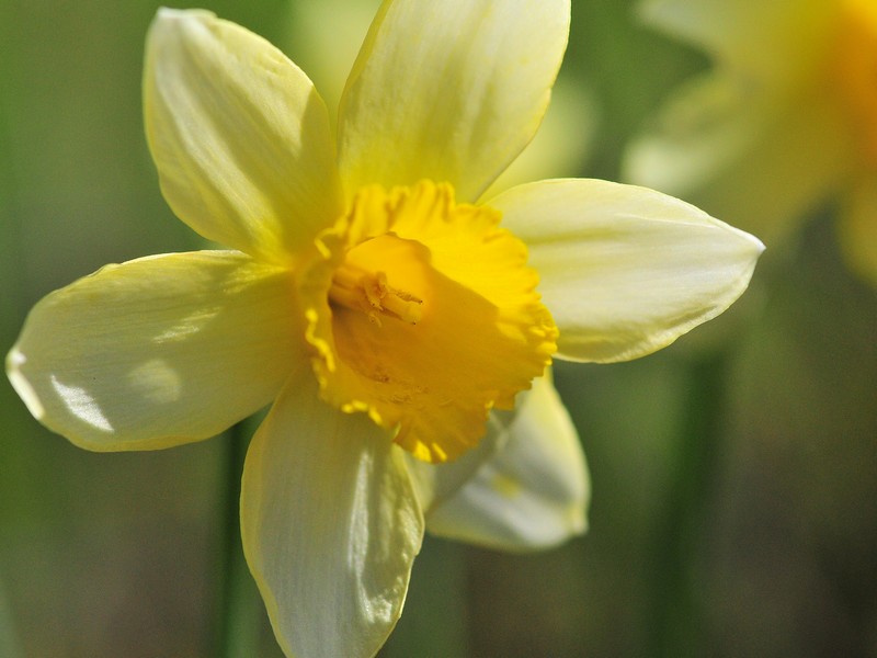 Le sentier des jonquilles, Souleuvre en Bocage - photo 3