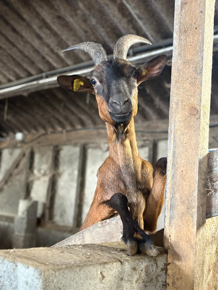 La Chèvrerie du Bouc'Ay — photo 3