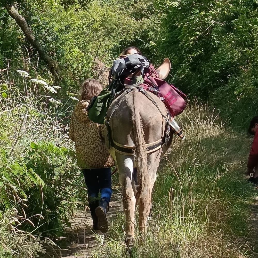 Randonnée avec un âne du Cotentin > Les Ânes de la Presqu'île