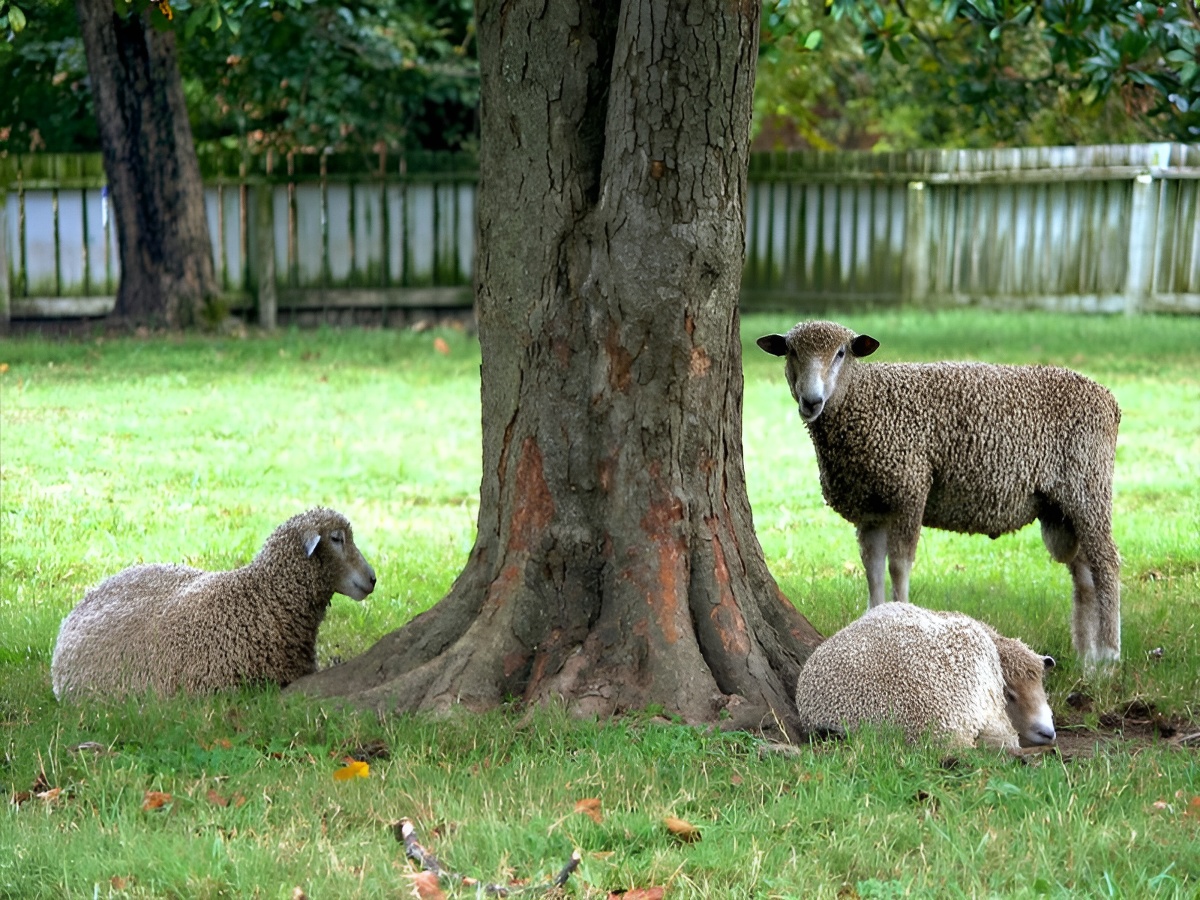 Bergerie des Ber'Tommes - photo 2
