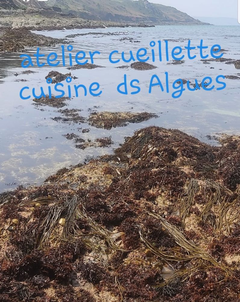 Cueillette, cuisine et dégustation des algues