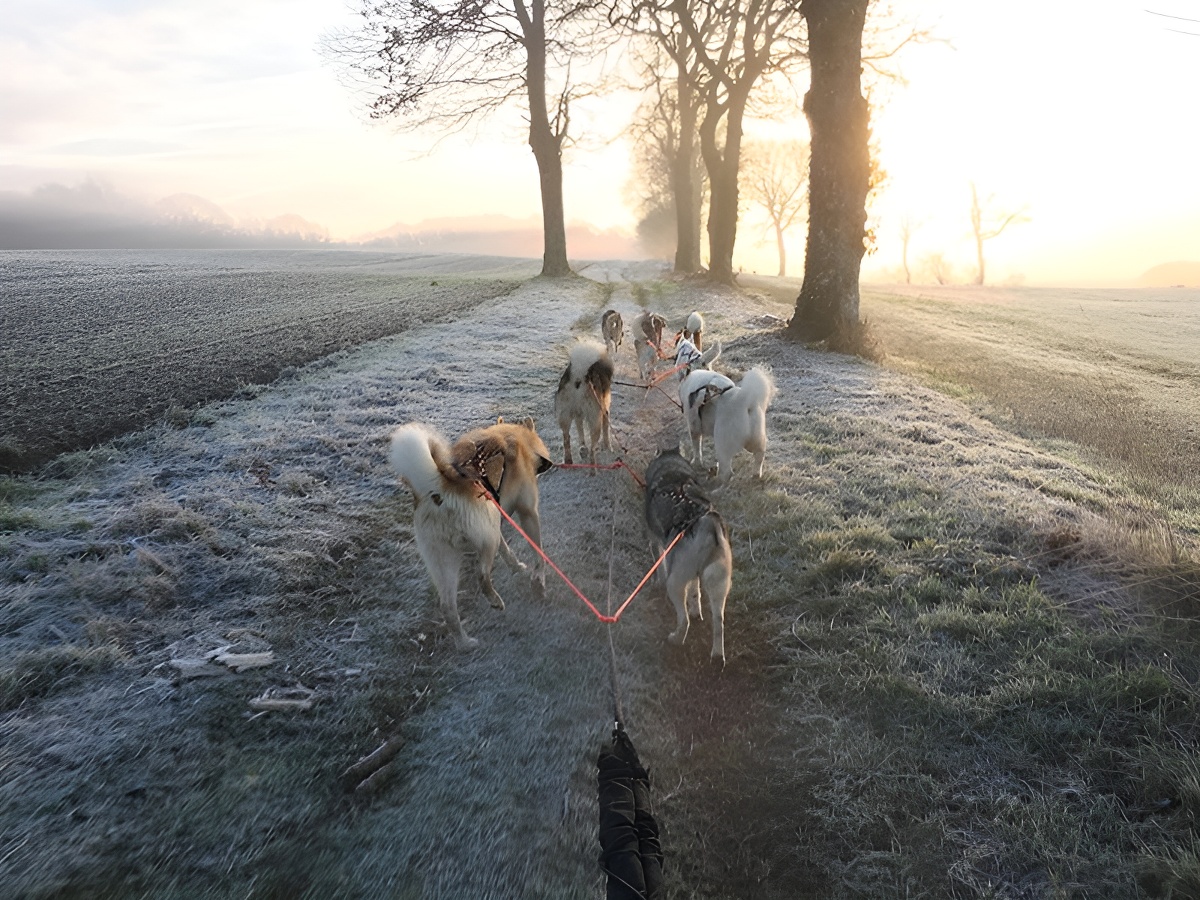 Will To Go Park - Chiens de traineau, Condé-en-Normandie - photo 2