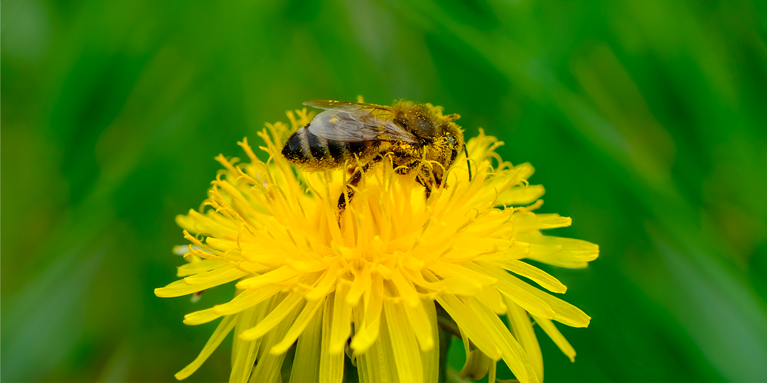 Atelier "Spipoll : devenez un « paparazzi des insectes pollinisateurs » !"