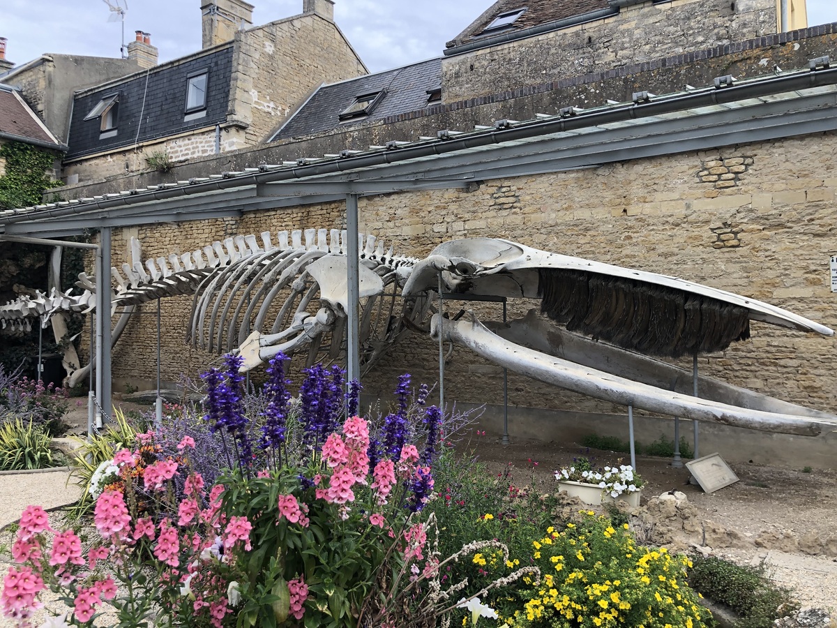 Parc de la Baleine, Luc-sur-Mer - photo 18