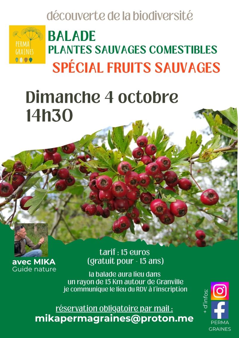 Balade plantes sauvages comestibles spécial fruits sauvages