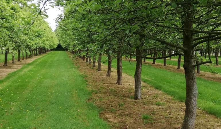 troisgots-cidre-fermier-dudouit-1 troisgots-cidre-fermier-dudouit-1