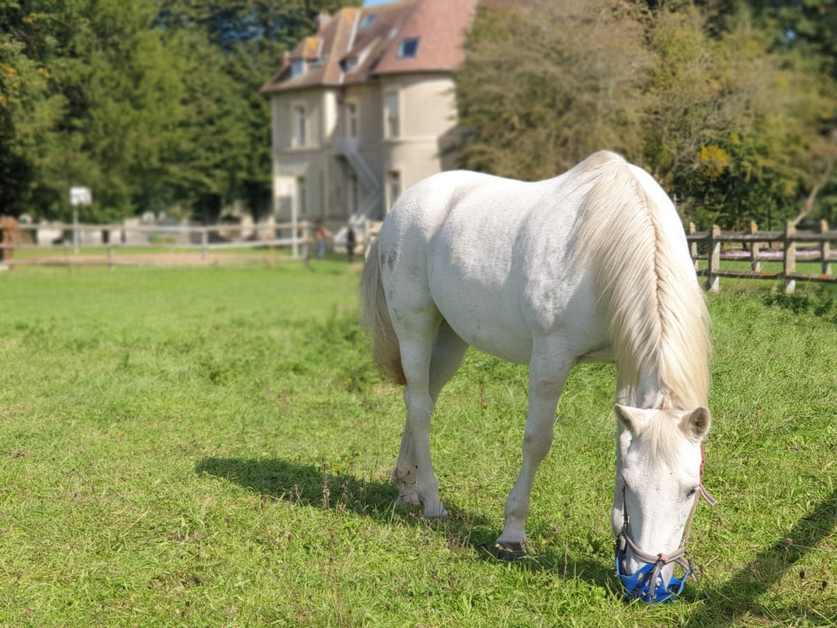 Centre UNCMT Le Manoirs des Hauts Tilleuls, Douvres-la-Délivrande - photo 8