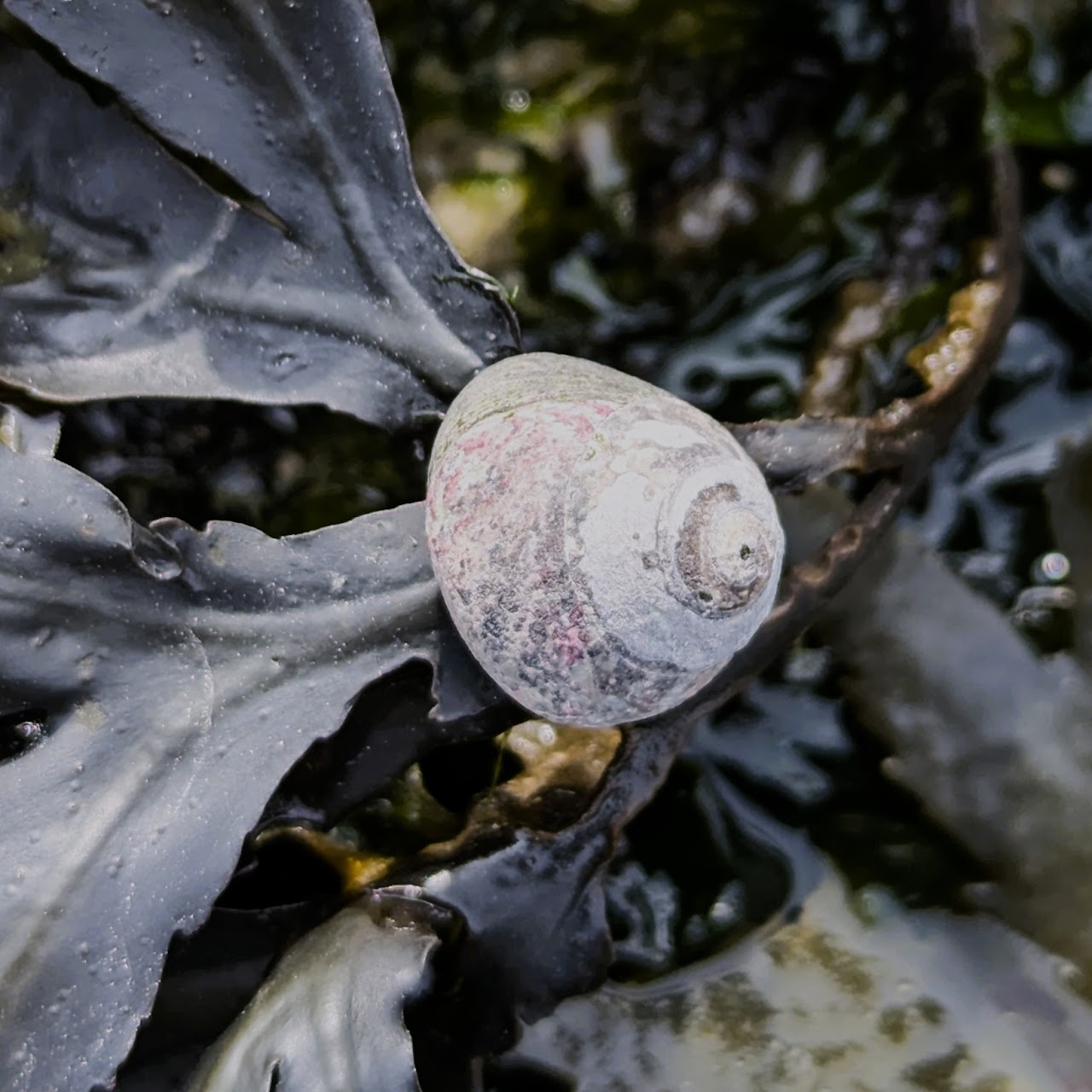 [Biodiversité du littoral] BioLit plage de Puys