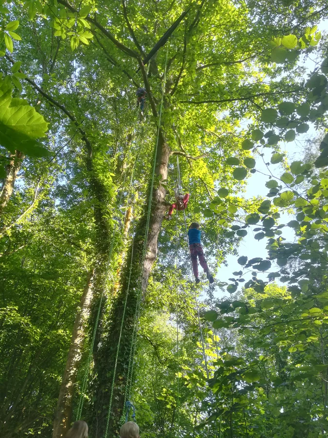 Grimpe dans les arbres