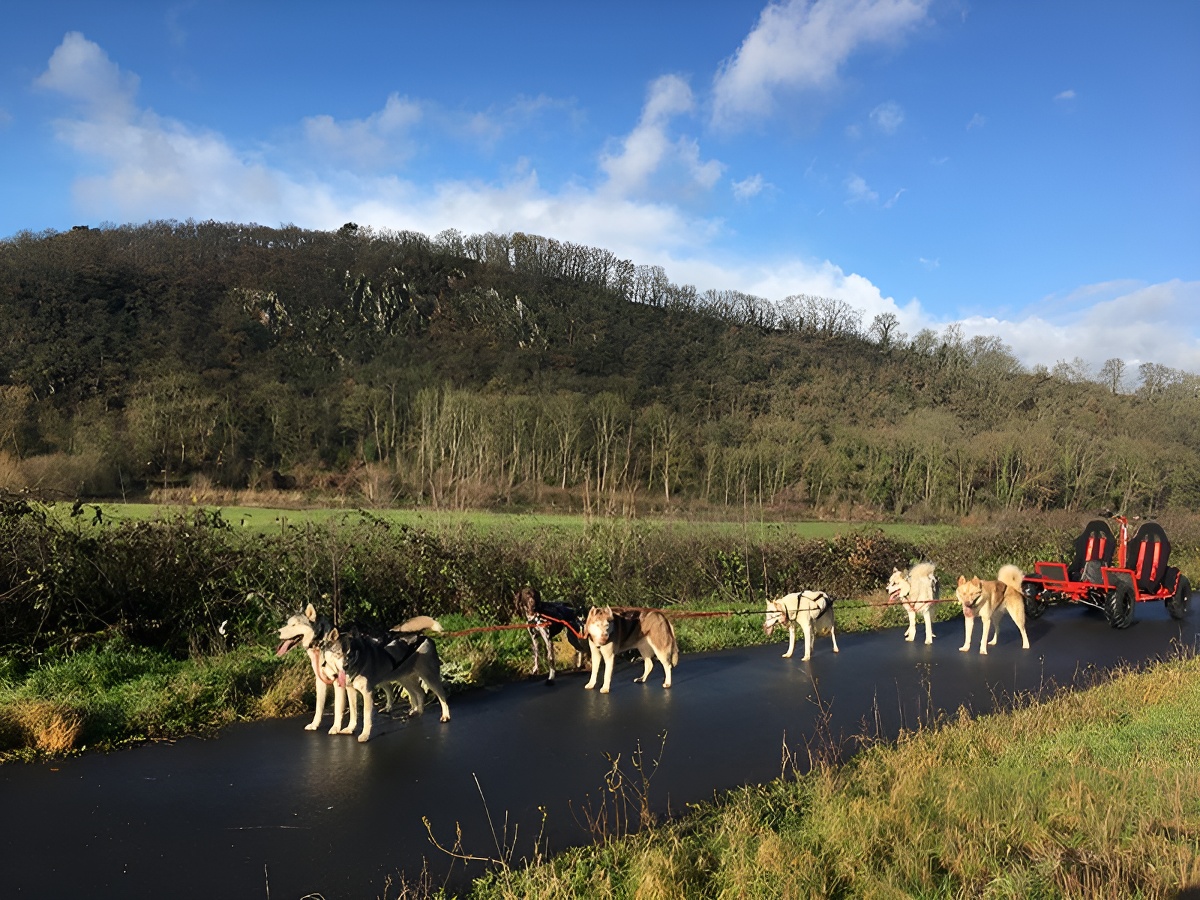 Will To Go Park - Chiens de traineau, Condé-en-Normandie - photo 3