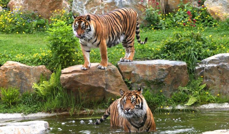 zoo-de-champrepus-tigre-dans-eau zoo-de-champrepus-tigre-dans-eau
